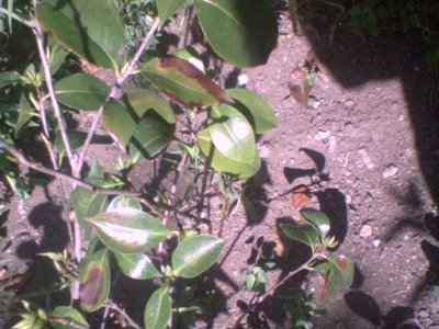 Foto0084_camelia.JPG