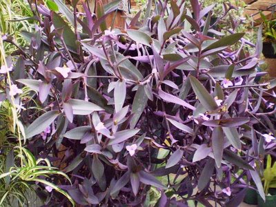 tradescantia pallida (own).jpg