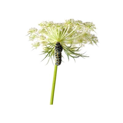 carota con bruco.jpg