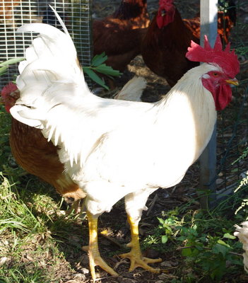 Gallo_più_grande_1.jpg