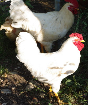 Gallo_più_piccolo_1.jpg