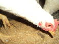 gallinaaaaaaaaaaaaaaaaaa.jpg