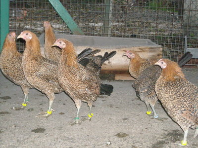 butter.,livor,ancon 046.jpg