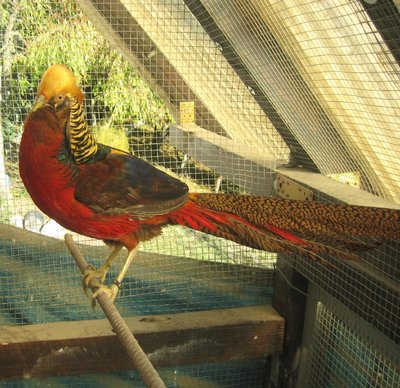 dorato rosso.JPG