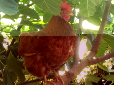 Foto22.jpg