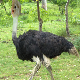 struzzopulcino.jpg