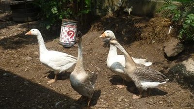 Animali agosto2011 004.jpg