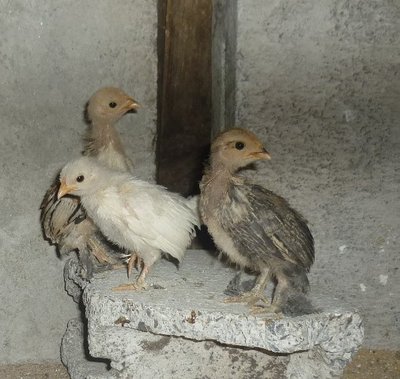 animali 023.jpg