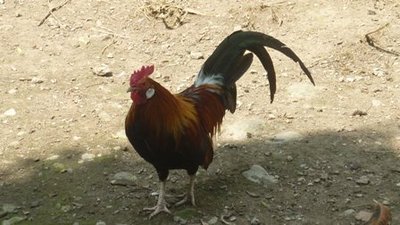 Animali agosto2011 009.jpg