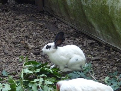 Animali agosto2011 043.jpg