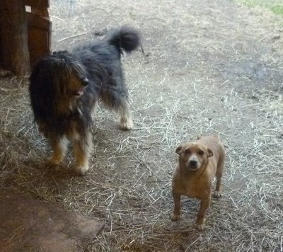 lucky e rambo.jpg