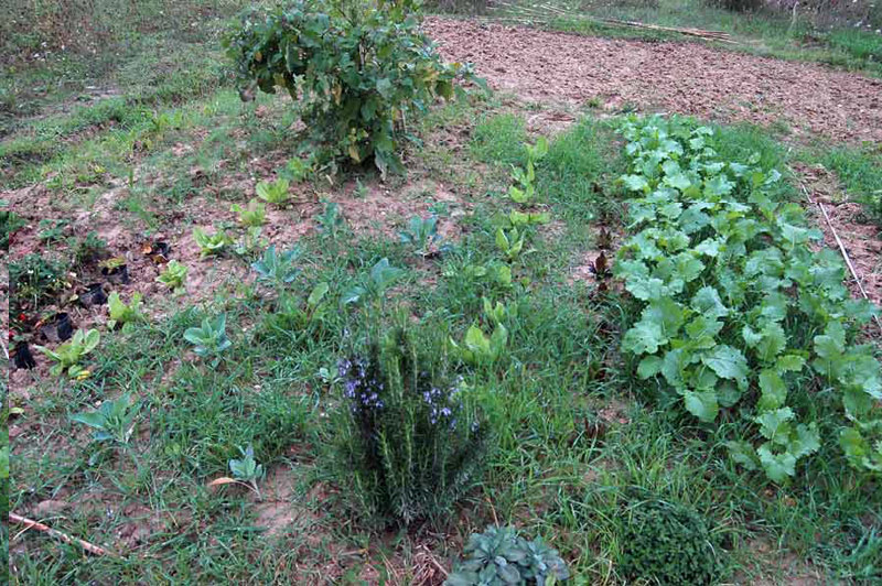 verdure-invernali2.jpg