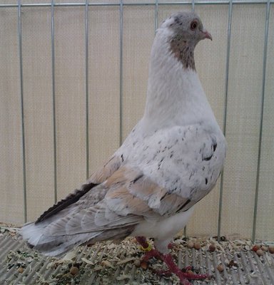 TRIGANINO MODENESE.magnano di pietramarmo verghe gialle.jpg