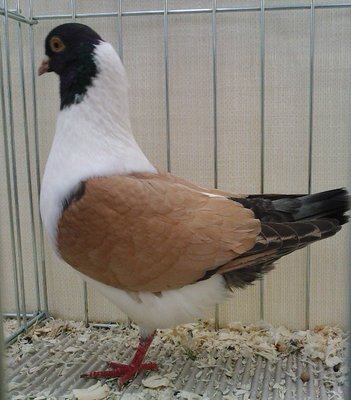 TRIGANINO MODENESE,dorato.jpg