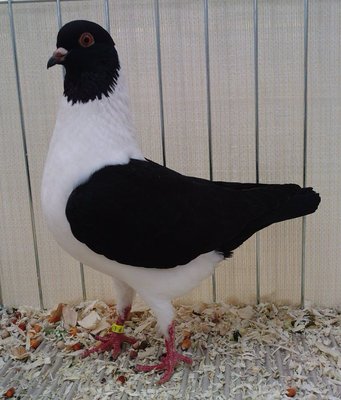TRIGANINO MODENESE,nero.jpg
