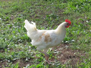 IMG_1768.jpg