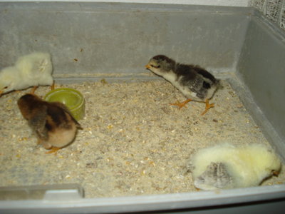 DSC02834.JPG