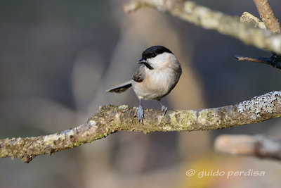 Cincia bigia 20120112-03.jpg