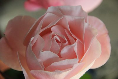 rosa d'inverno.JPG