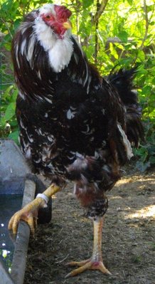 orloff1.JPG