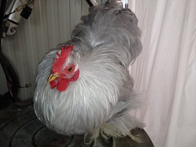 cocincina 2.jpg