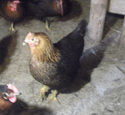 chicken-007.jpg