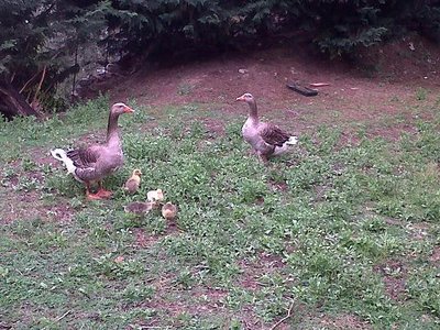 IMG00105-20120407-1014.jpg