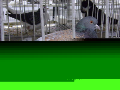 verde e rosa2.jpg