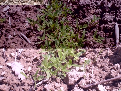 DSCN9450.JPG