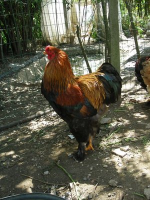 brahma perniciato a maglie nere 001 (2).JPG