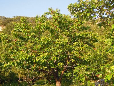 DSCN9507.JPG