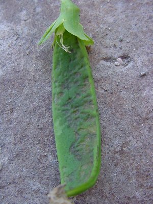 pisellomalato1.JPG