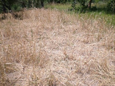 Grano.JPG