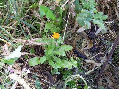 calendula.JPG