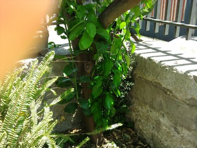 Foto0137L.jpg
