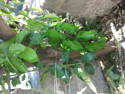 Foto0139L.jpg