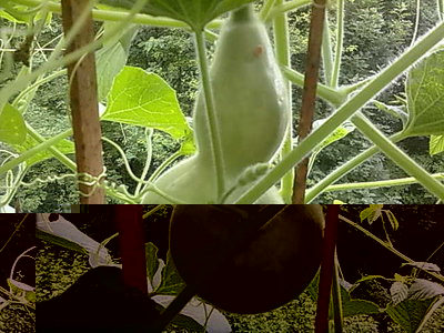 zucca del pellegrino.jpg