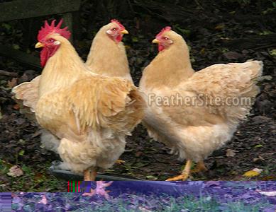 BuffRockTrio.JPEG.jpeg
