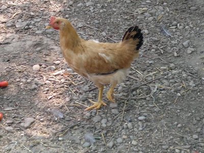 bionda.jpg