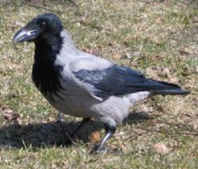 cornacchia.jpg