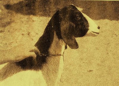 capra maltese.jpg