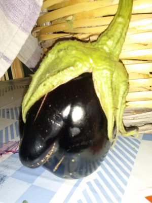 melanzana2.JPG