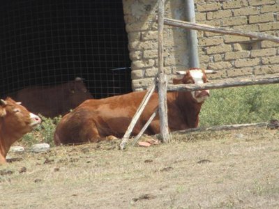 vitelli2.jpg