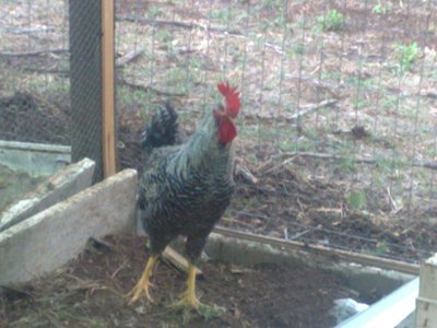 presunto gallo livornese.jpg