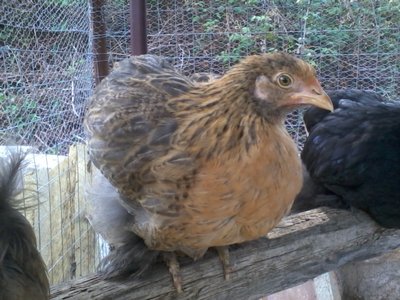 2012-10-11 12.51.06.jpg