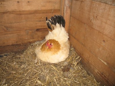 gallinella.jpg
