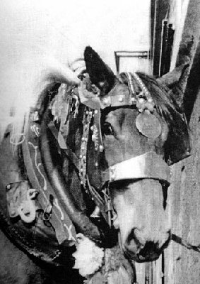 horse1.jpg