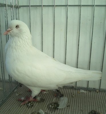 HAGENAAR,bianco.jpg