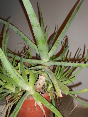 aloe_2.jpg