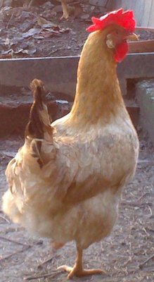 DSC_0015.jpg